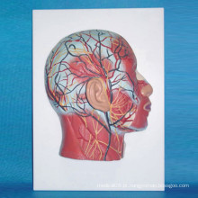 Modelo humano anatômico médico de nervo muscular de cabeça humana (R050124)